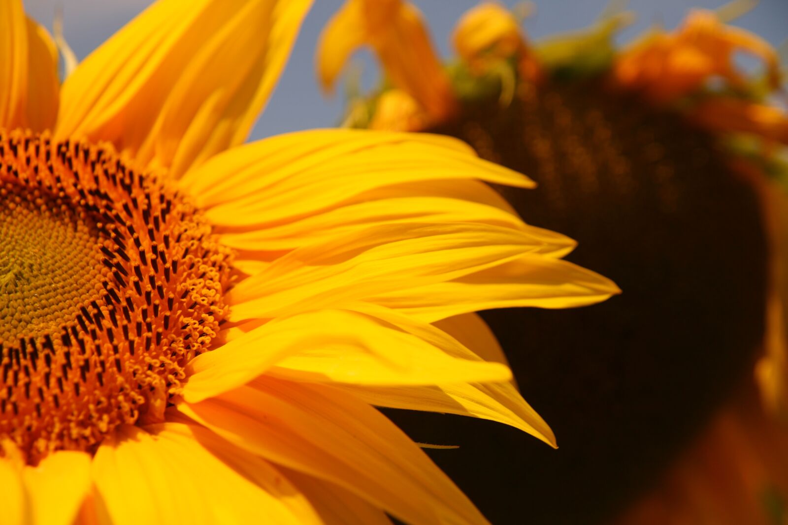 Canon EOS 400D (EOS Digital Rebel XTi / EOS Kiss Digital X) sample photo. Sunflower, yellow, close up photography
