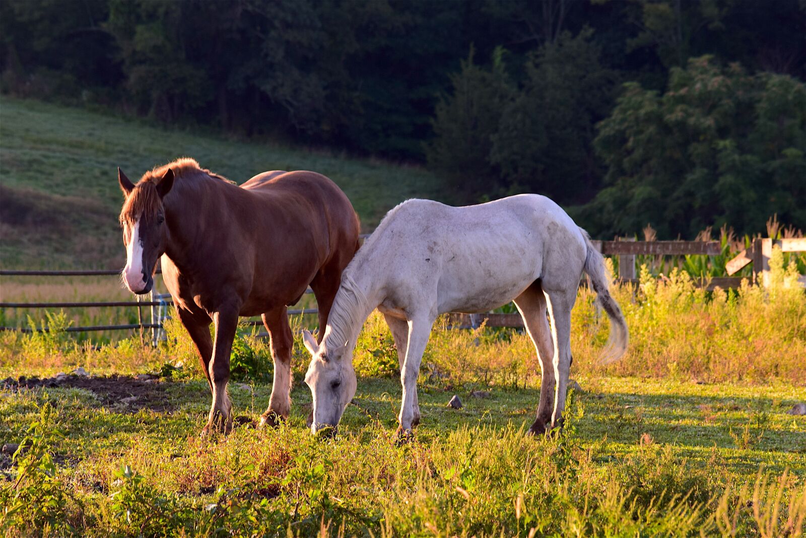 Nikon D3300 sample photo. Horses, sunrise, grass photography