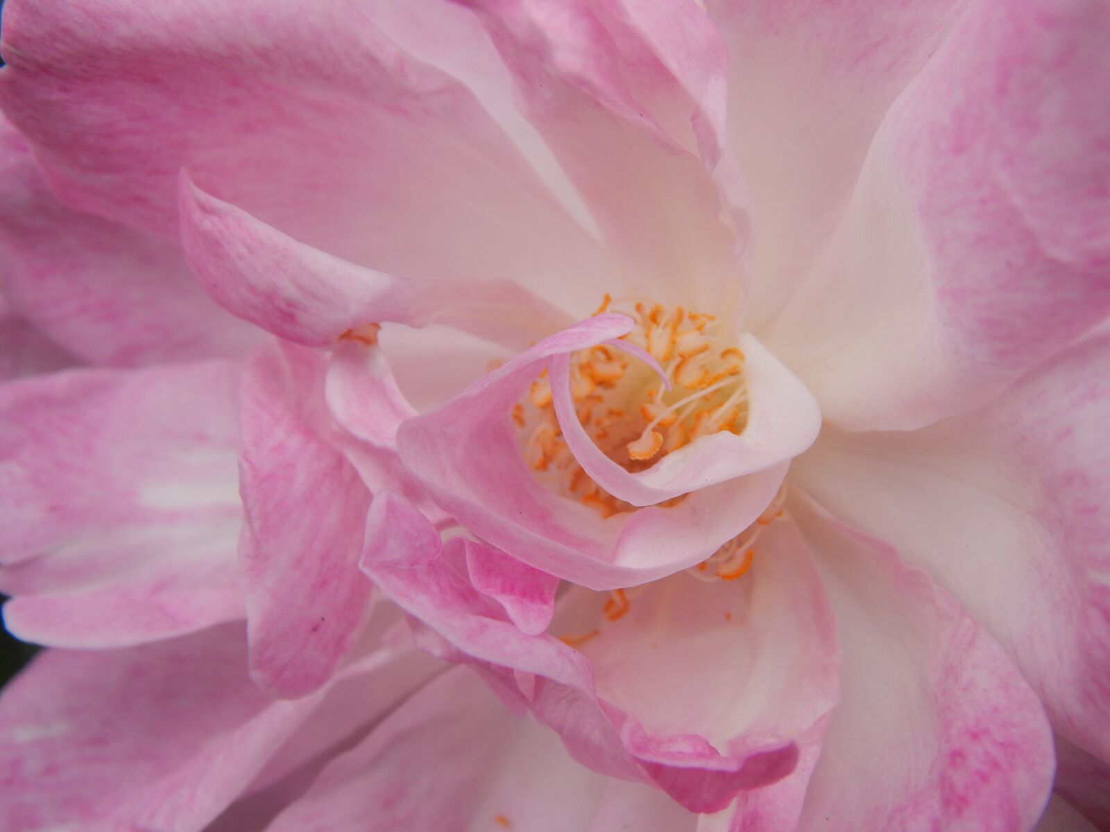 Nikon Coolpix L820 sample photo. Rosa, pink flower, pink photography