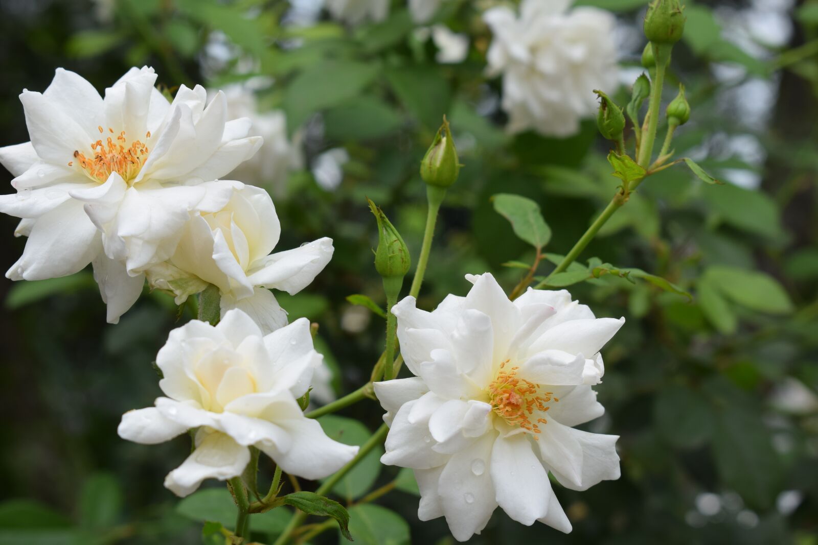 Nikon D3300 sample photo. Flowers, roses, nature photography