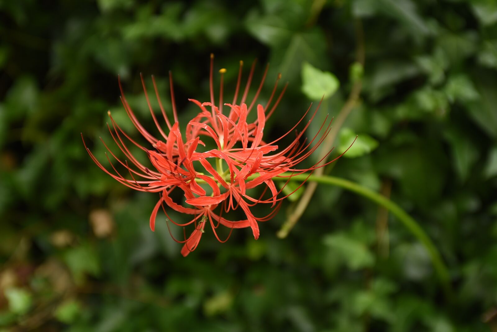 Nikon D750 sample photo. Red flowers, flowers for photography