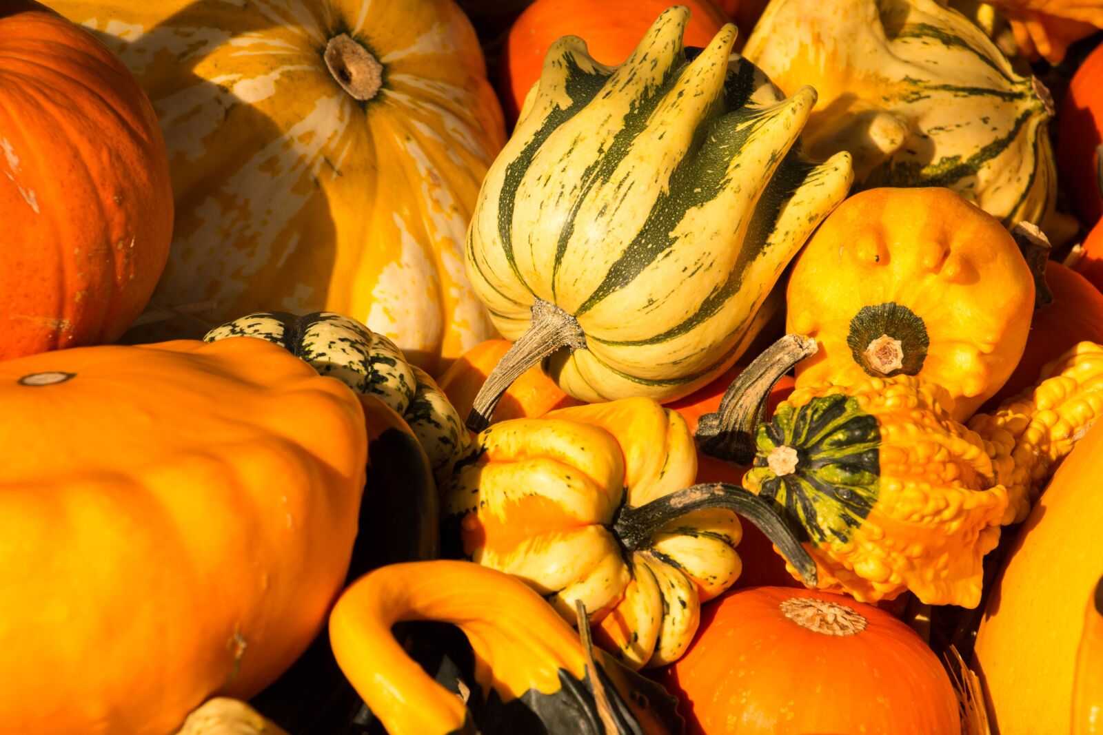 Canon EOS 70D sample photo. Pumpkin, gourd, autumn photography