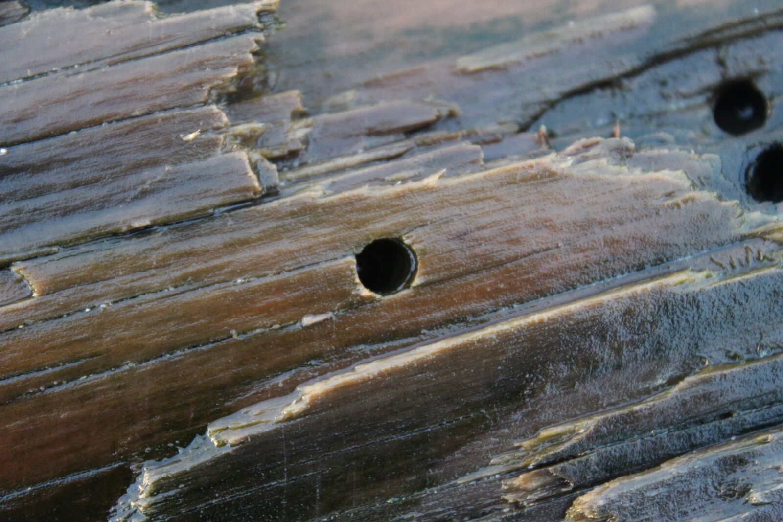 Canon EOS 1200D (EOS Rebel T5 / EOS Kiss X70 / EOS Hi) sample photo. Close-up, driftwood, ocean photography