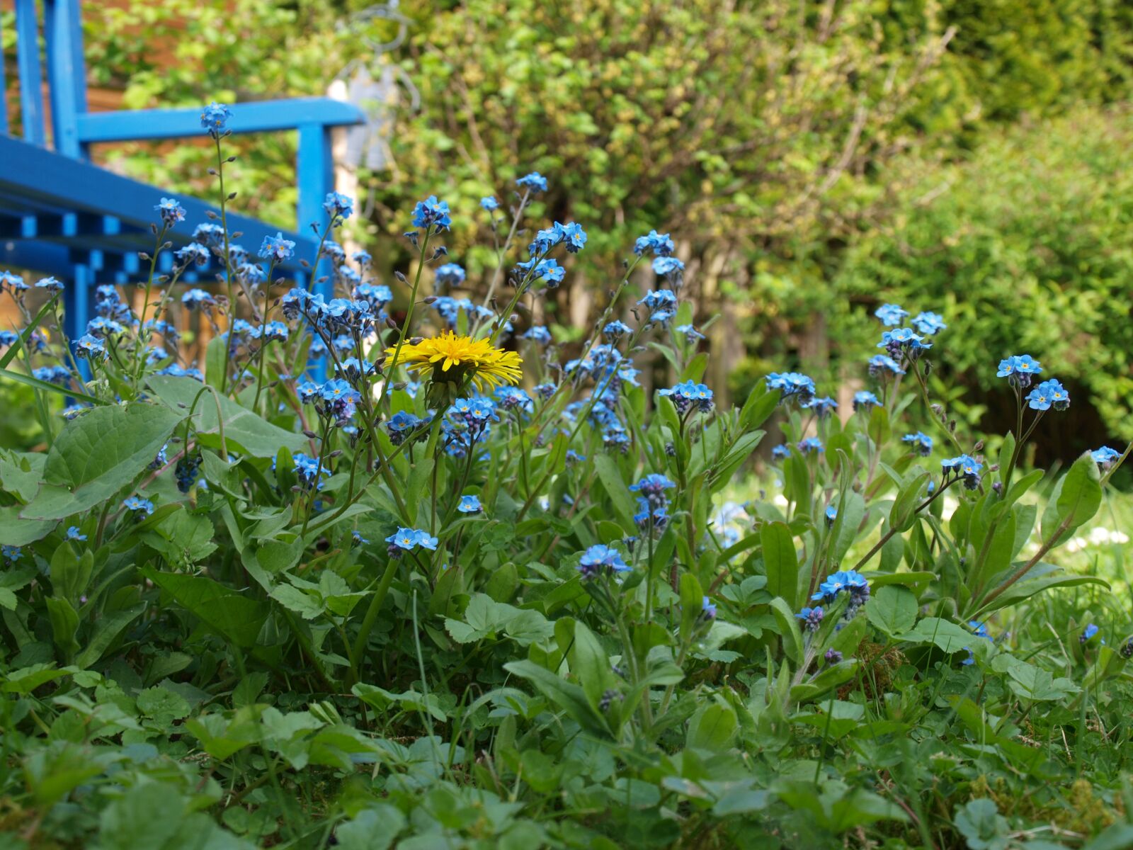 Olympus E-420 (EVOLT E-420) sample photo. Bank, garden, flowers photography