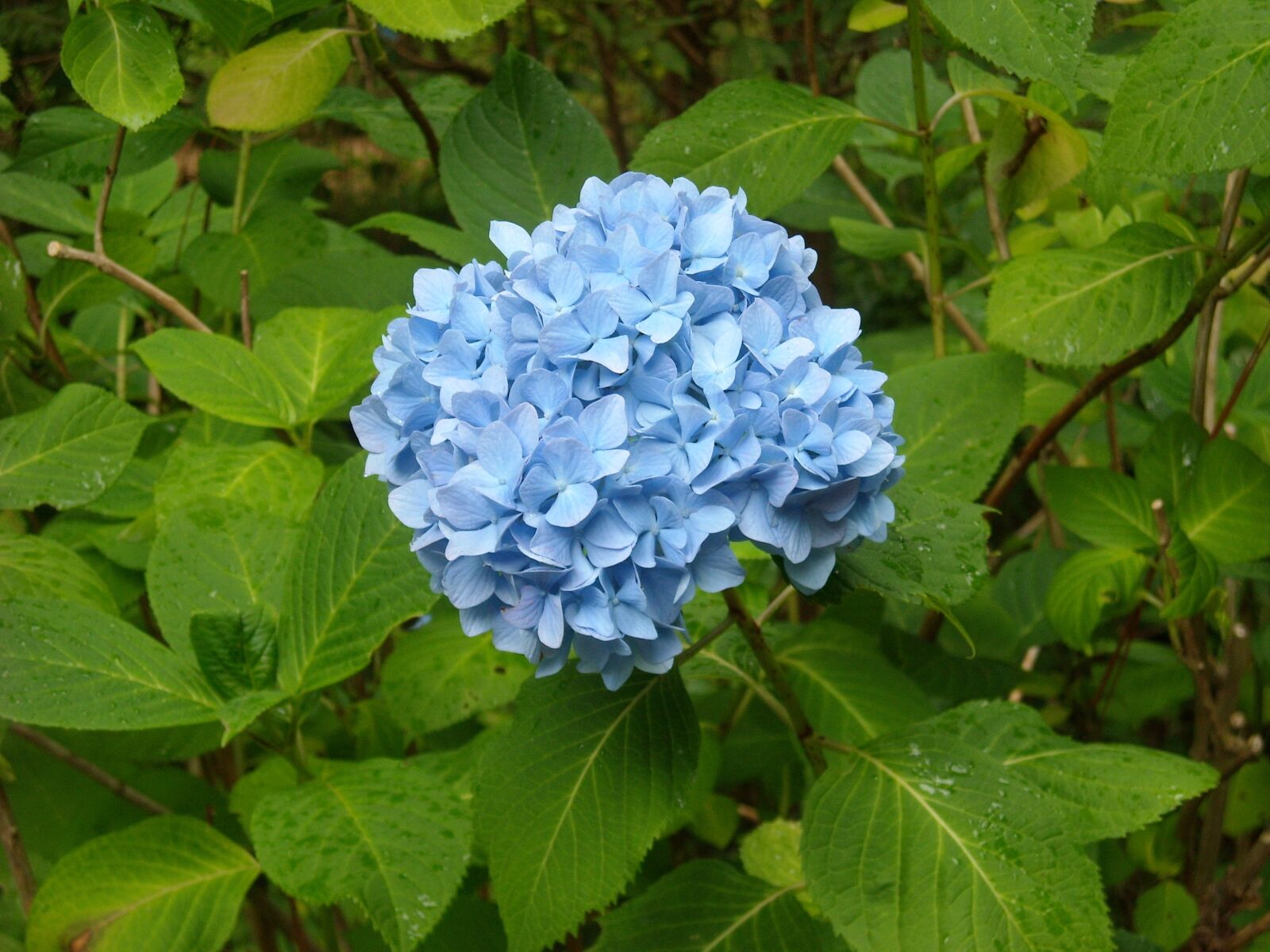 Nikon Coolpix S520 sample photo. Hydrangea, blue, alpine garden photography