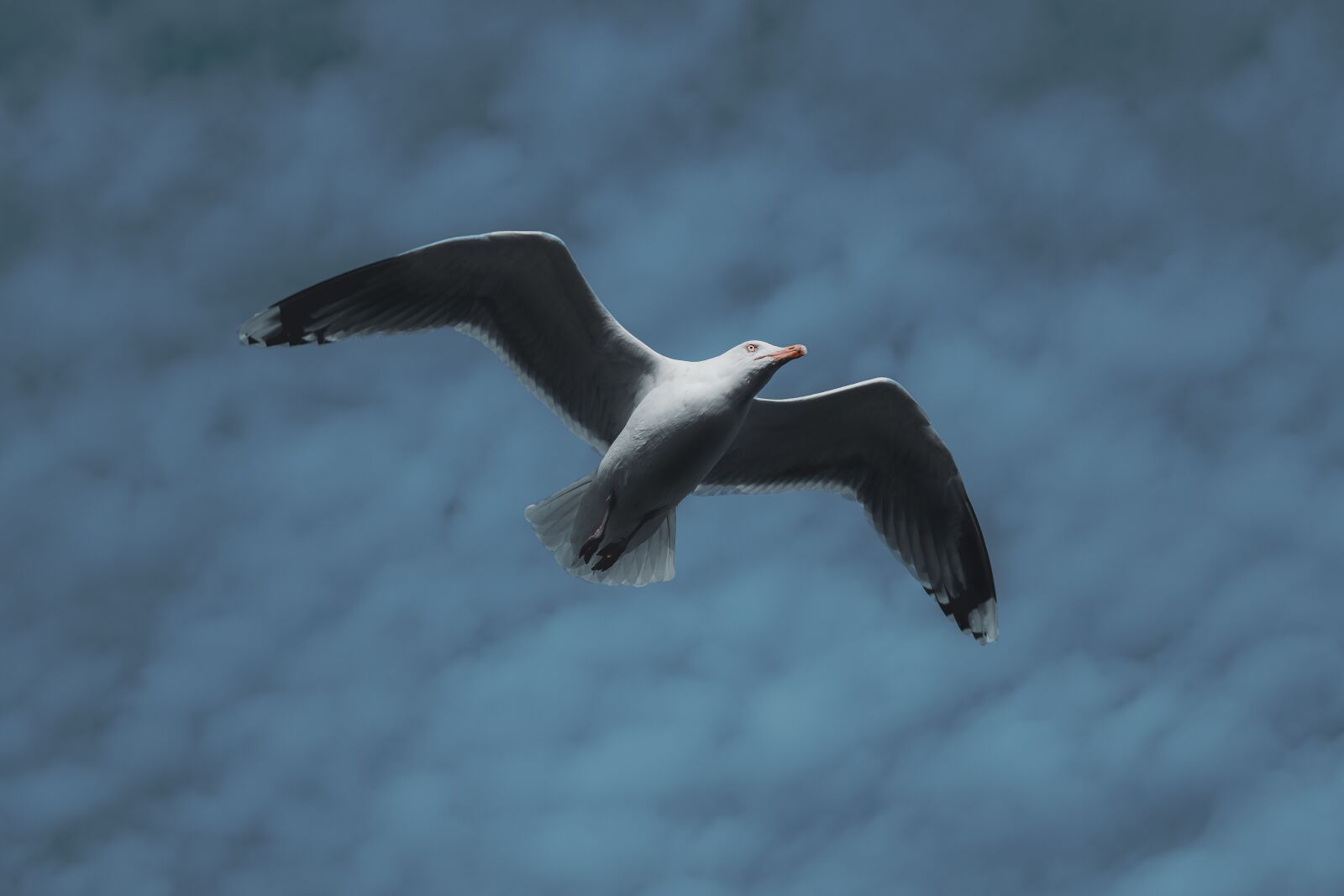 Fujifilm X-T2 sample photo. Bird, sky, blue photography