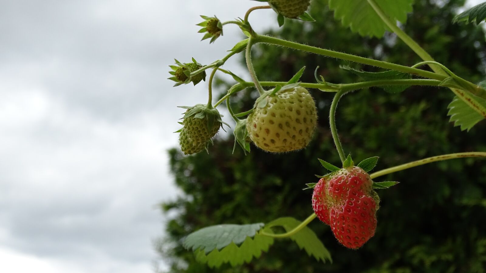 Sony Cyber-shot DSC-HX350 sample photo. Strawberries, bush, ripe photography