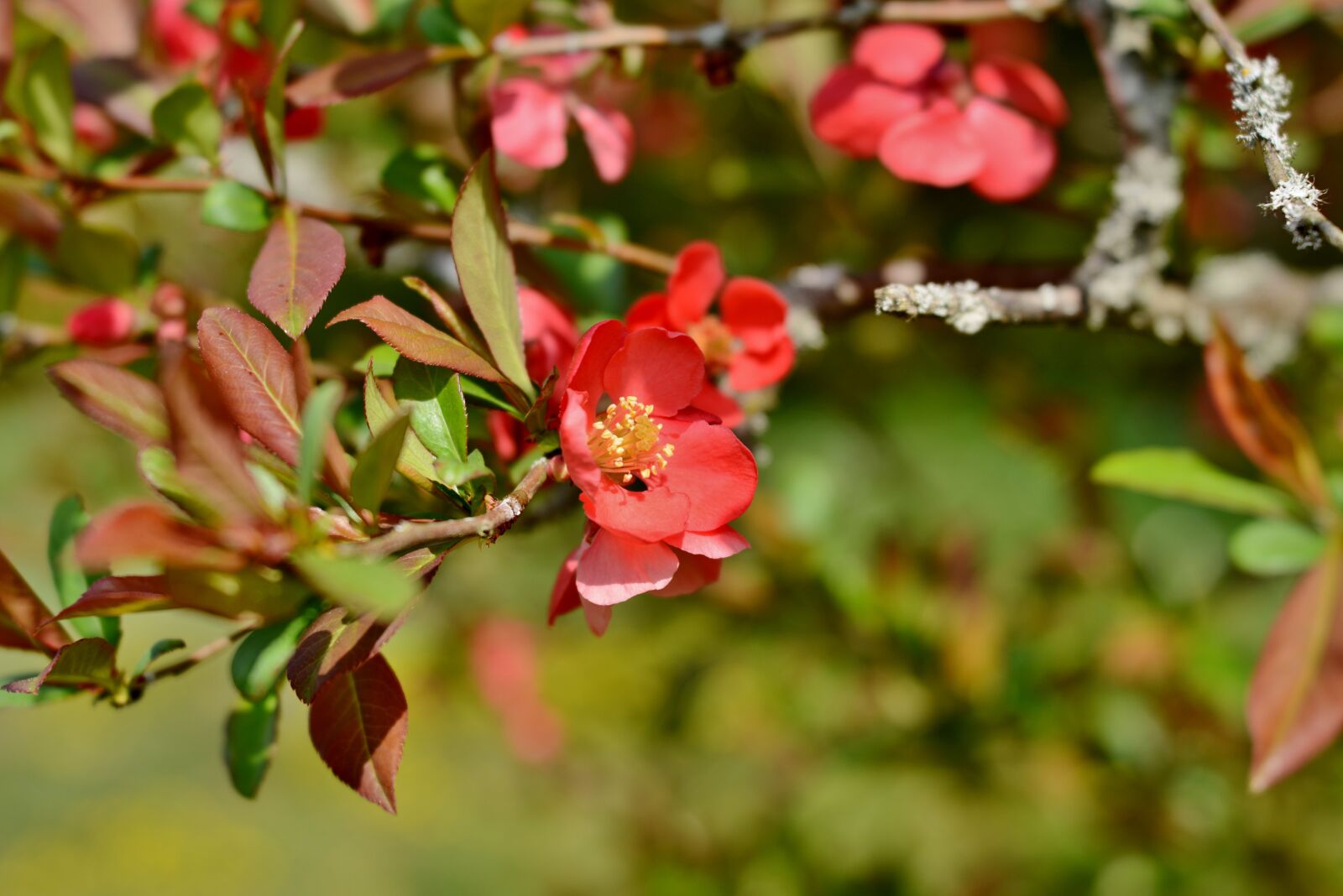 Nikon D600 sample photo. Apple blossom, blossom, spring photography