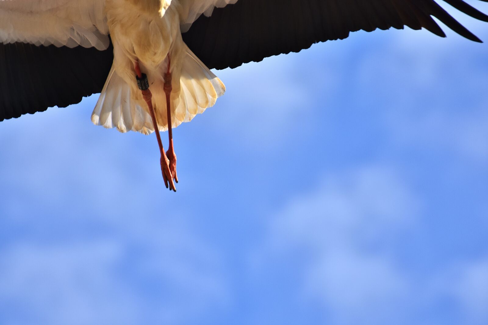Nikon D7200 sample photo. Stork, am gone, bird photography