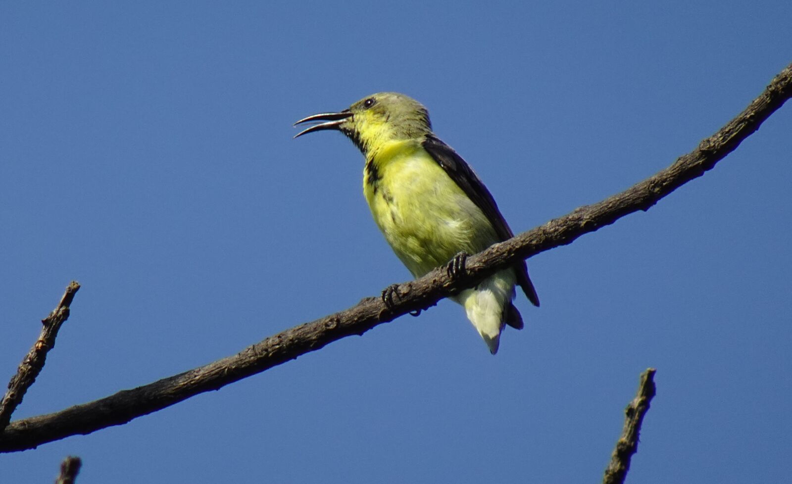 Sony DSC-WX800 sample photo. Bird, purple sunbird, cinnyris photography