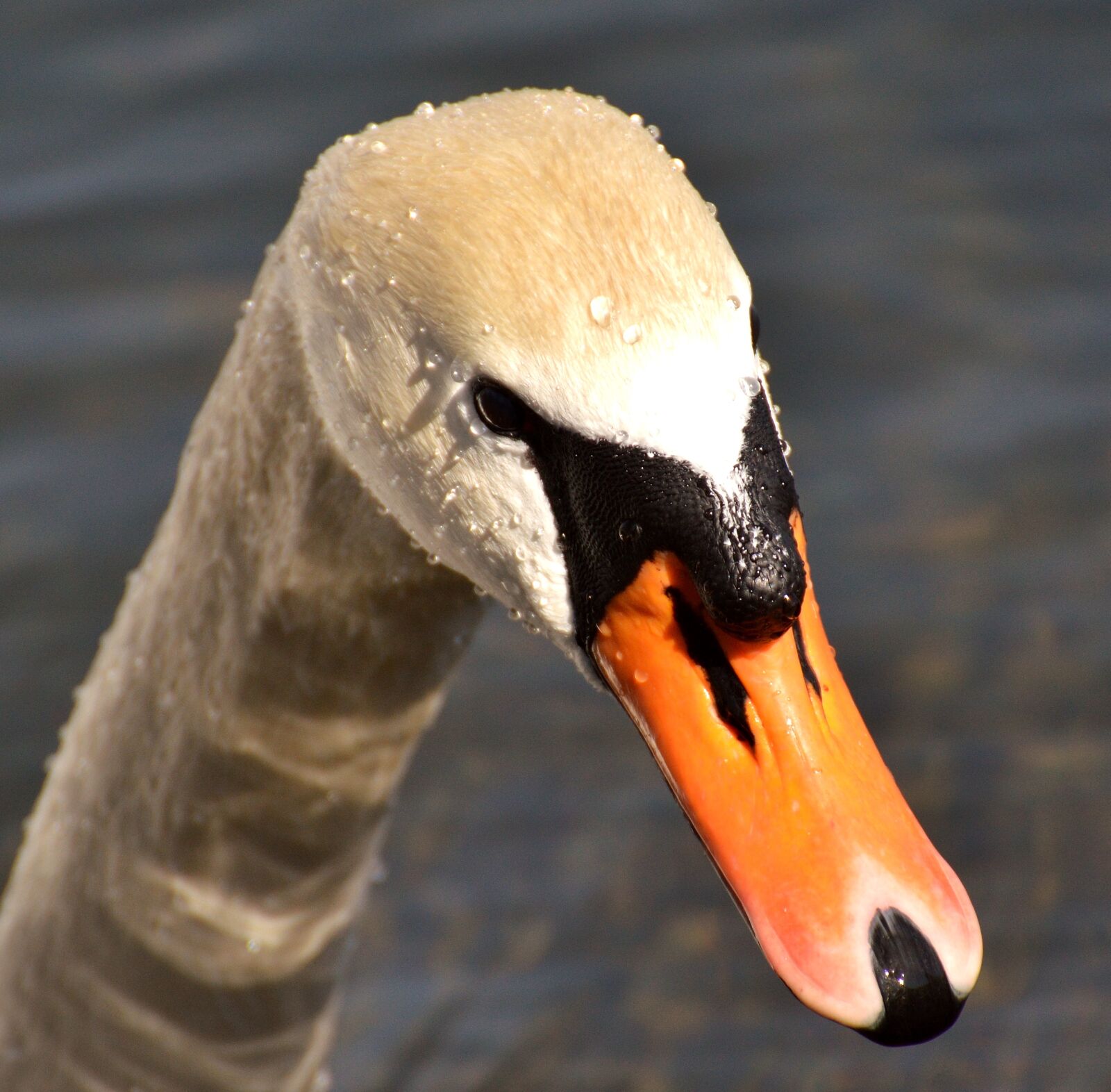 Nikon D3200 sample photo. Swan, water bird, nature photography
