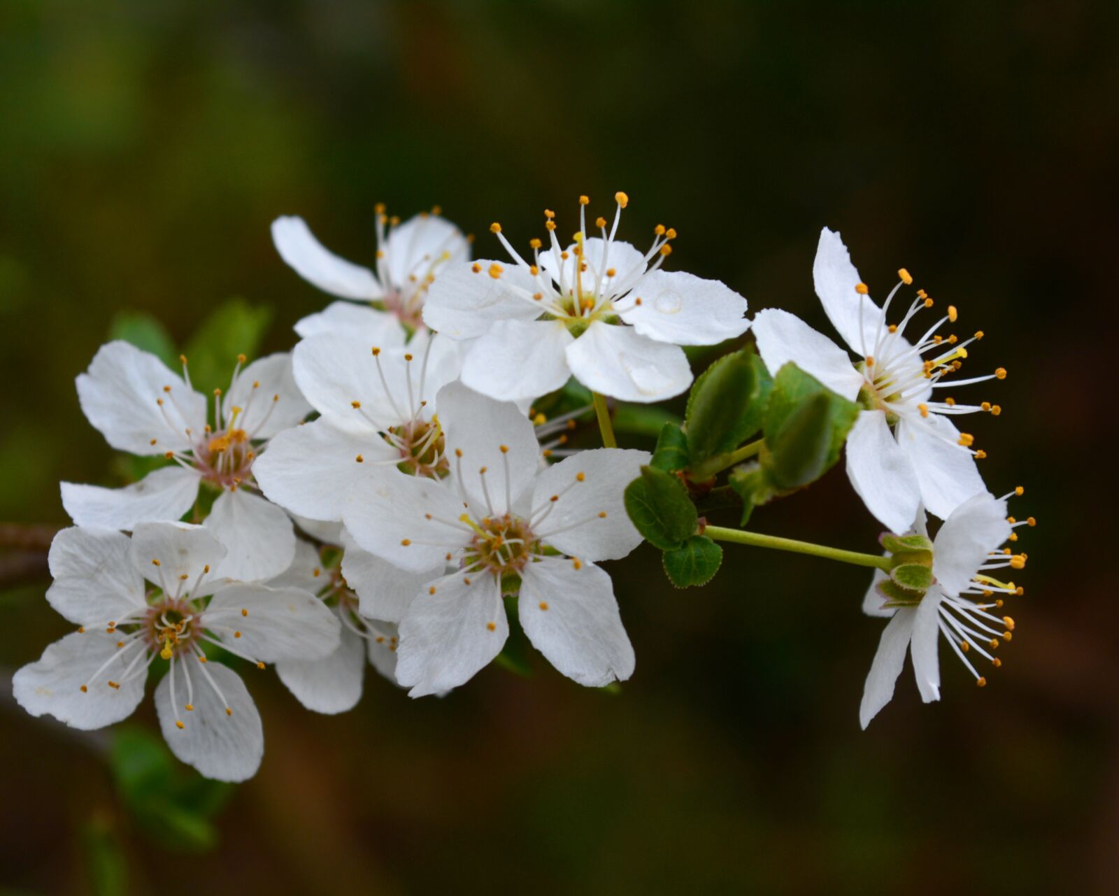 Nikon D5200 sample photo. Flora, flowers, wilde rose photography