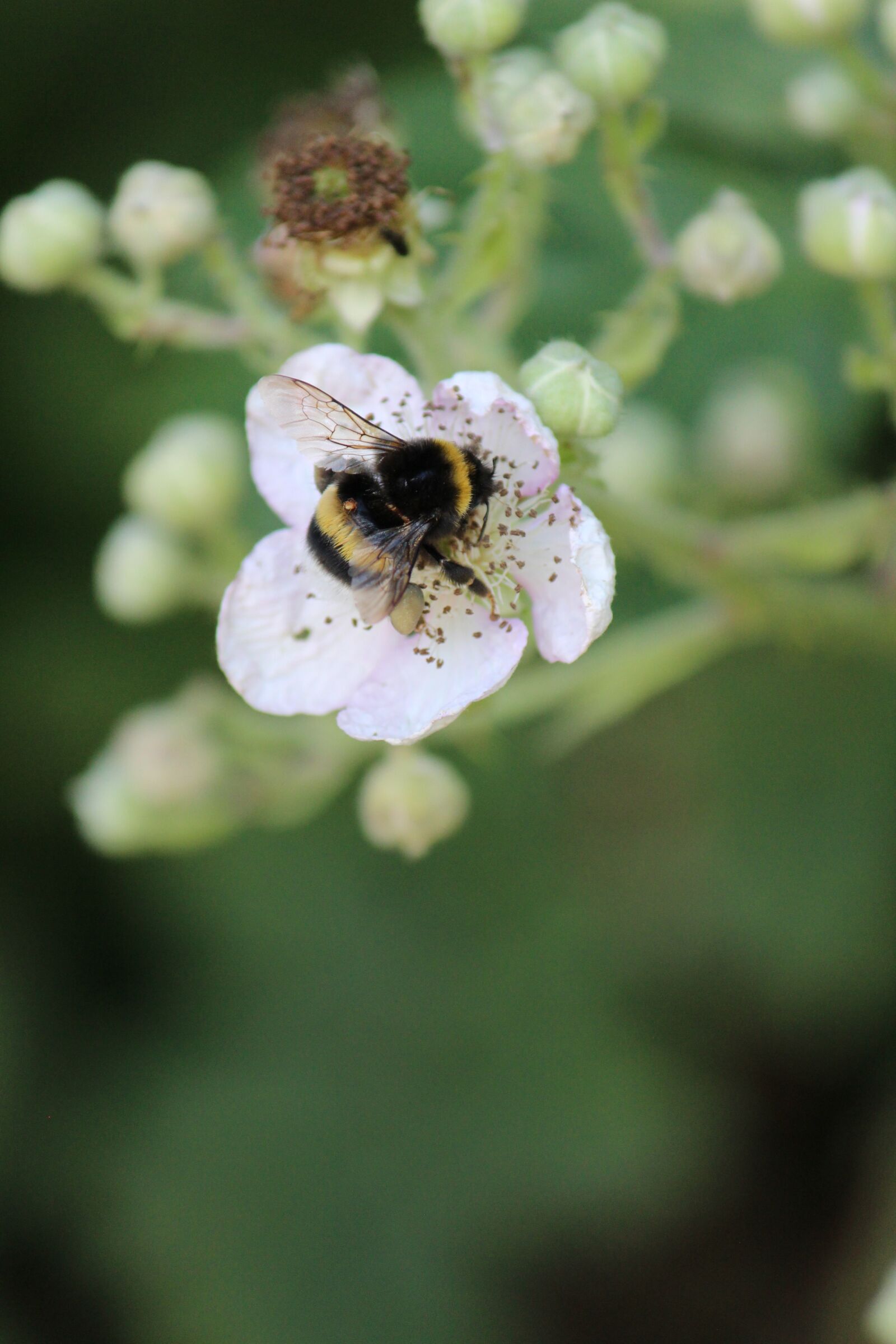 Canon EOS 600D (Rebel EOS T3i / EOS Kiss X5) sample photo. Blackberry, hummel, garden photography