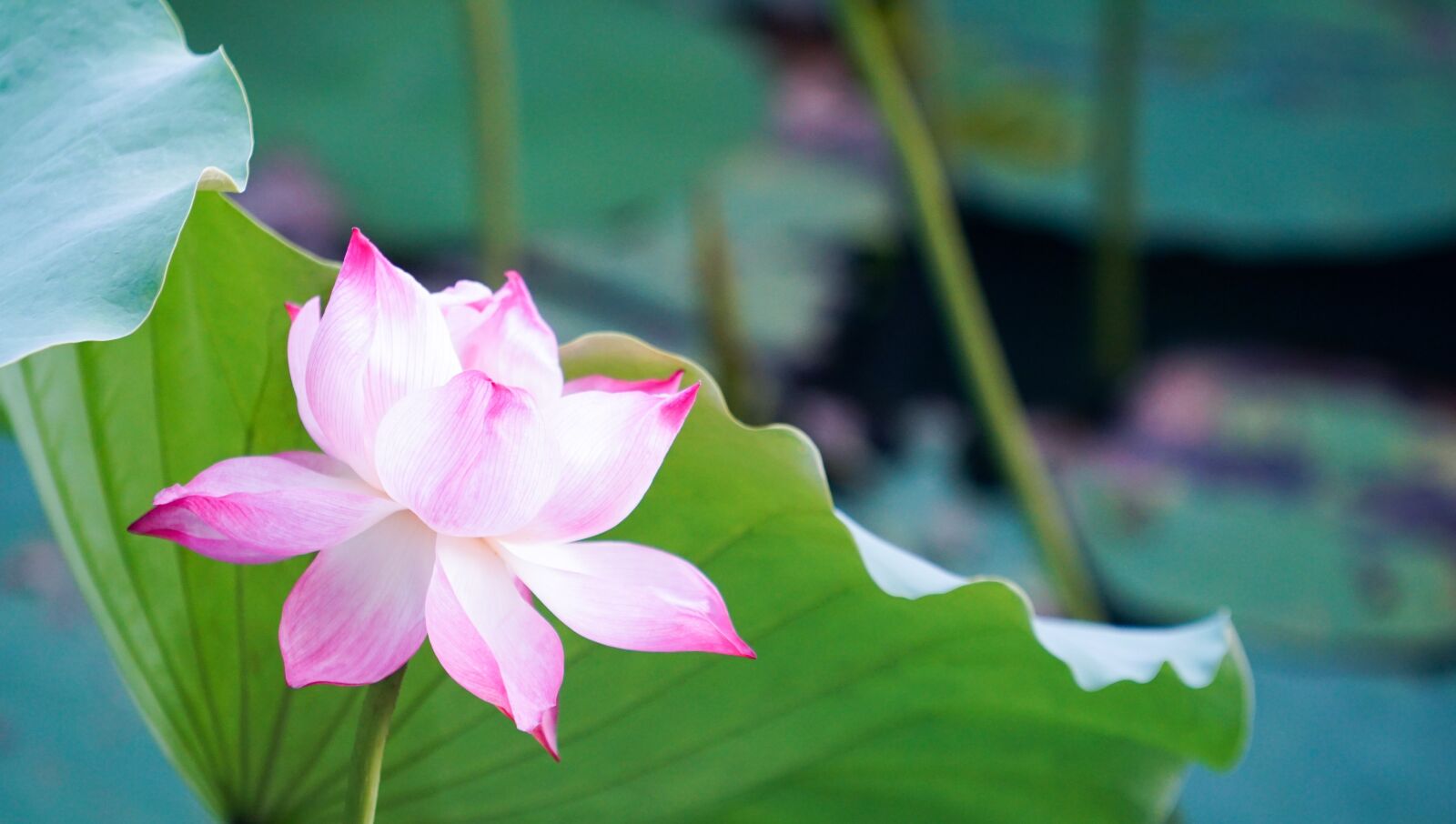 Sony a6300 + Sony FE 70-200mm F4 G OSS sample photo. Flower, lotus, pink photography