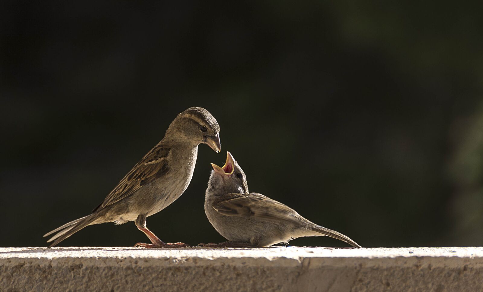 Nikon D7100 sample photo. Birds, gorrion, sparrow photography