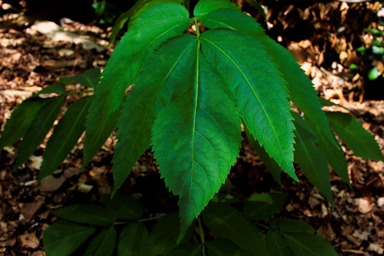 Canon EF-S 24mm F2.8 STM sample photo. Plant, nature, leaves photography