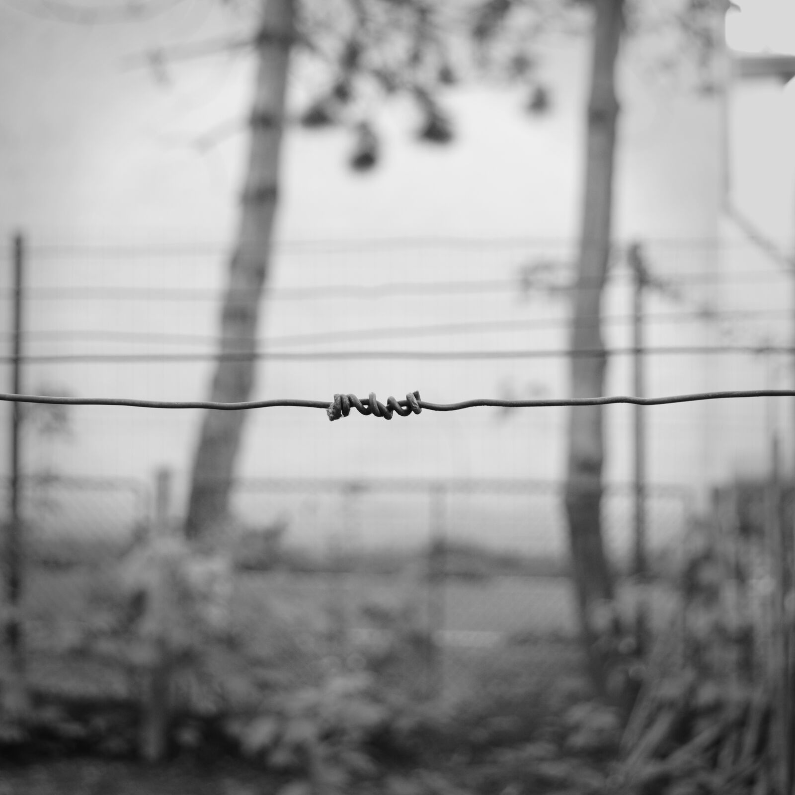 Nikon D3100 sample photo. Barbed, wire, black, and photography