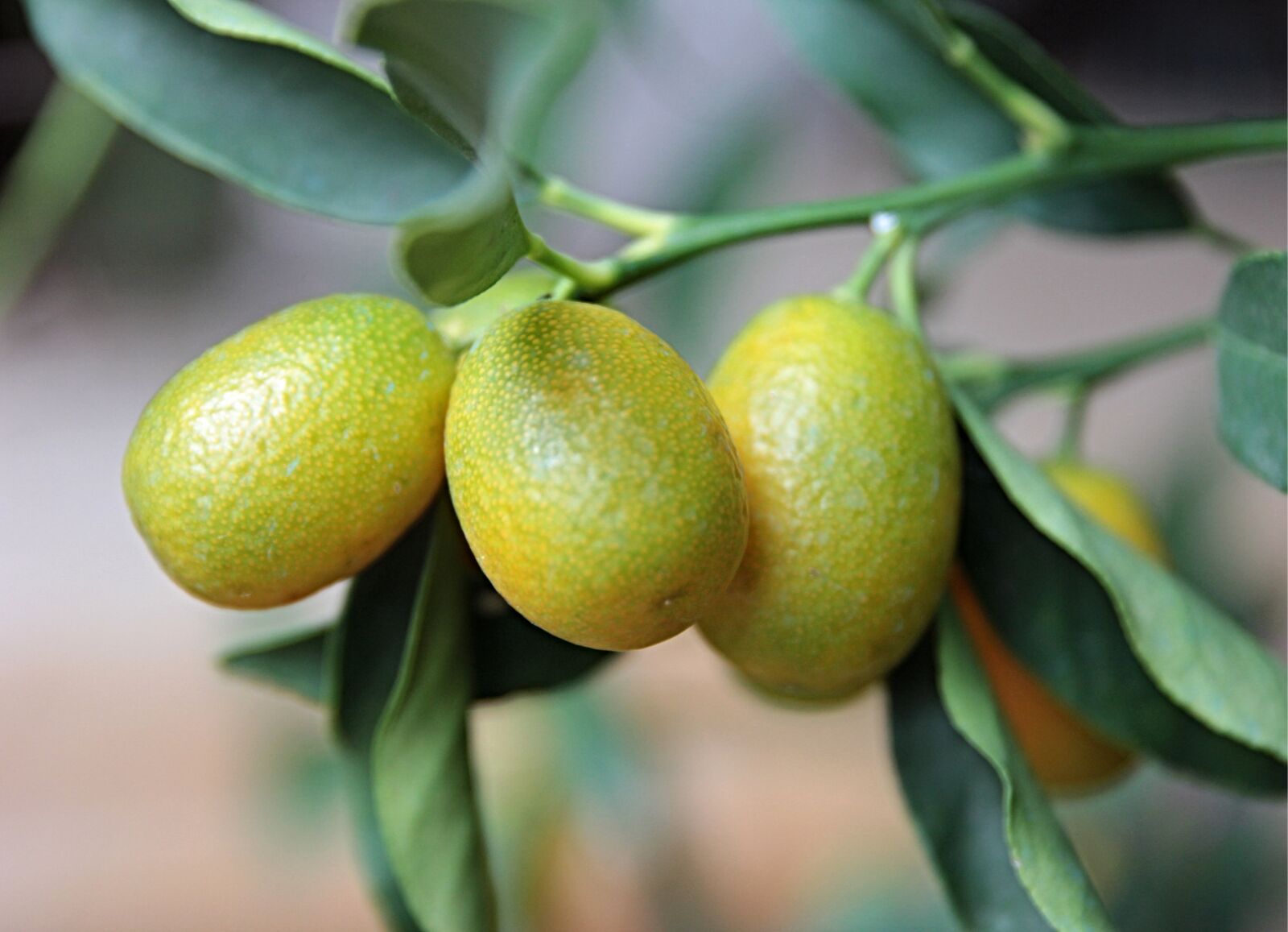 Canon EOS 550D (EOS Rebel T2i / EOS Kiss X4) sample photo. Kumquat, citrus, fruit photography