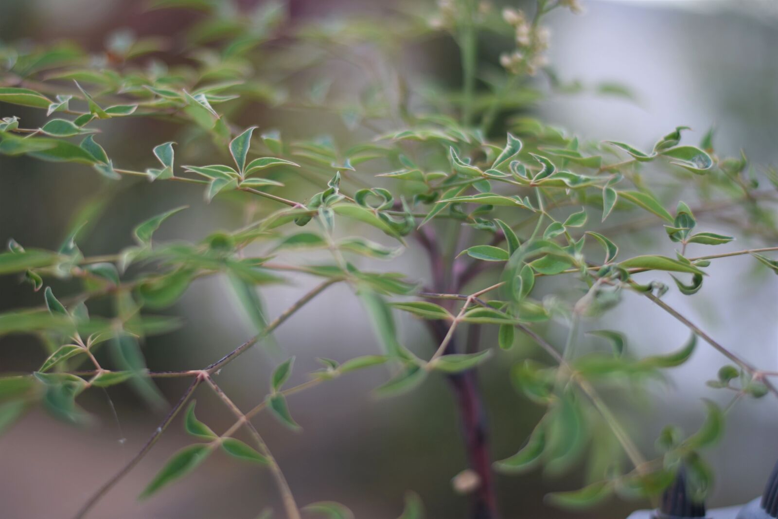 Nikon D7200 sample photo. Holy bamboo photography