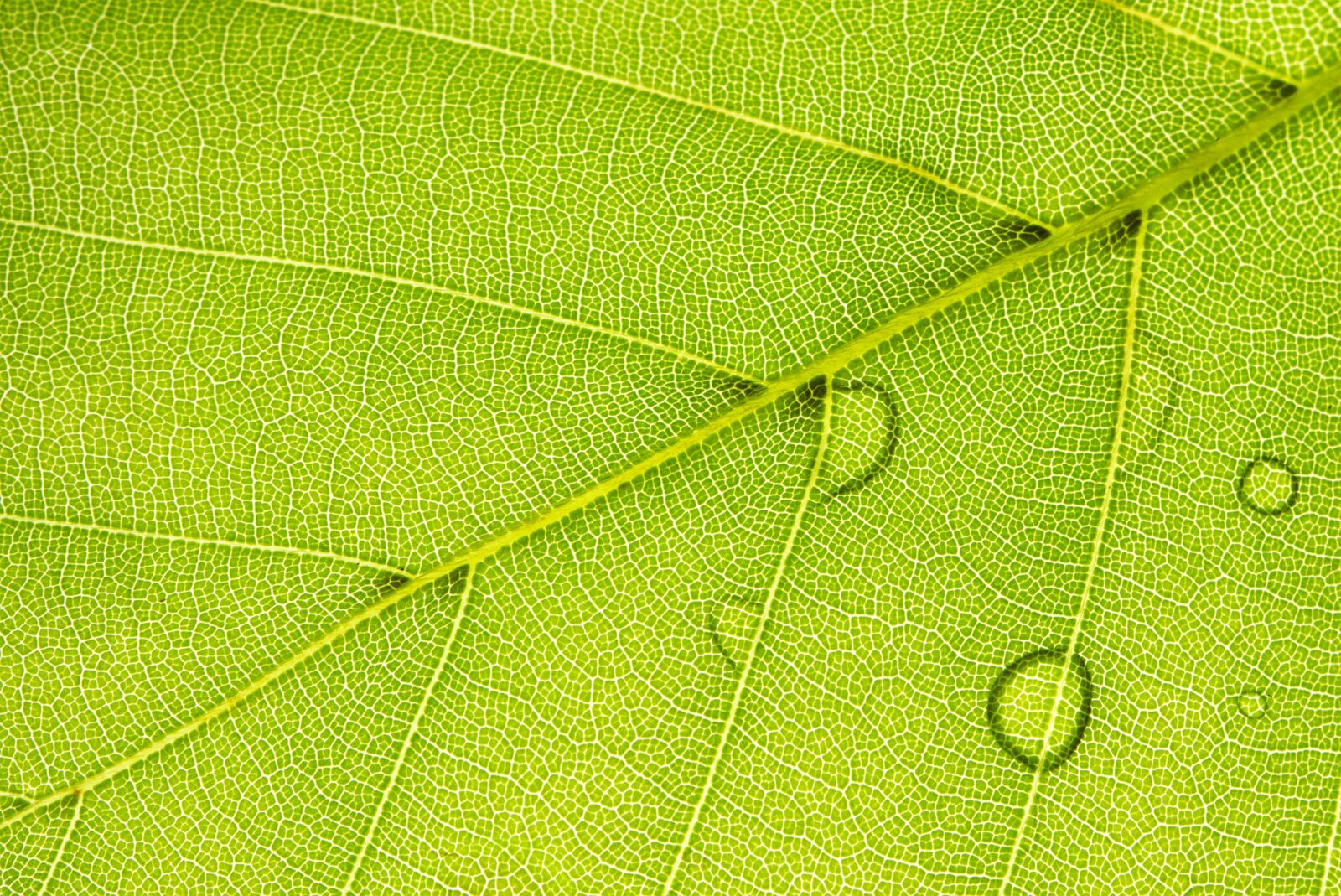 Canon EOS M5 sample photo. Spring, leaf, macro photography