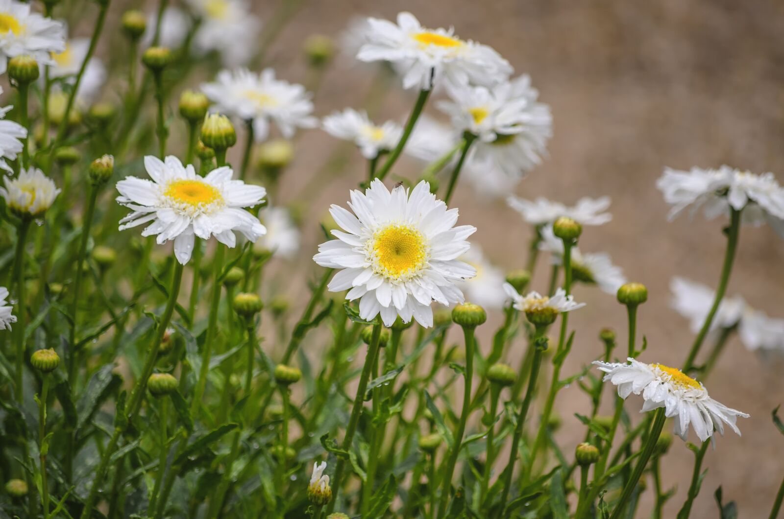 Nikon D5100 sample photo. Flower, white, white flower photography
