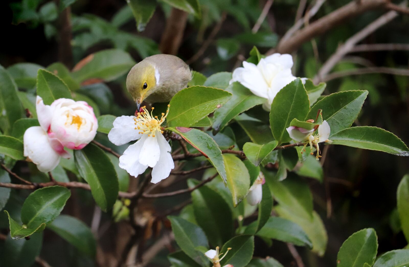 Canon EF-S 55-250mm F4-5.6 IS STM sample photo. Honeyeater, bird, pollen photography
