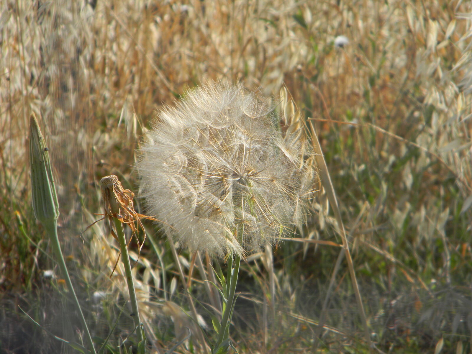 Nikon Coolpix L110 sample photo. Flower, seeds, wildflower photography