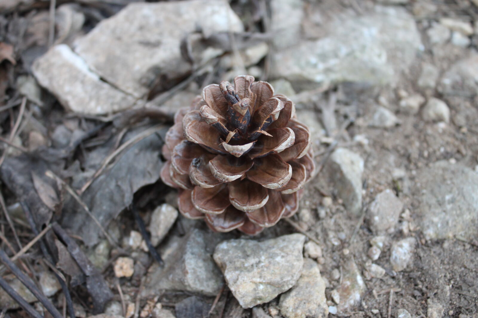 Canon EOS 1100D (EOS Rebel T3 / EOS Kiss X50) sample photo. Siska photography