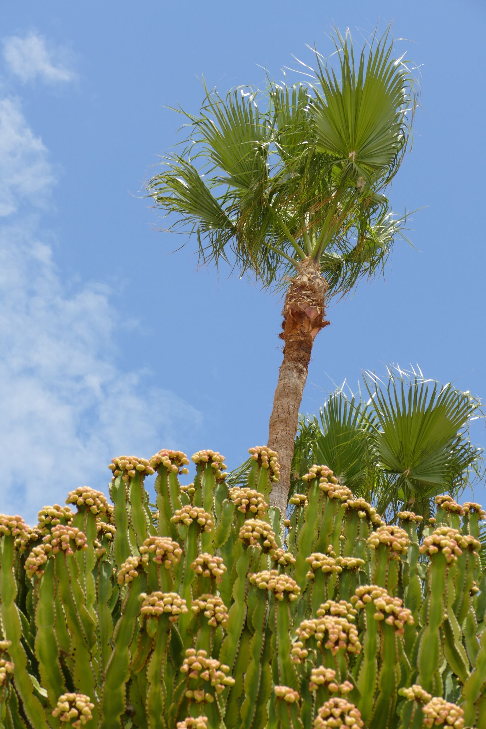 Panasonic Lumix DMC-FZ1000 sample photo. Palm, palm tree, tree photography