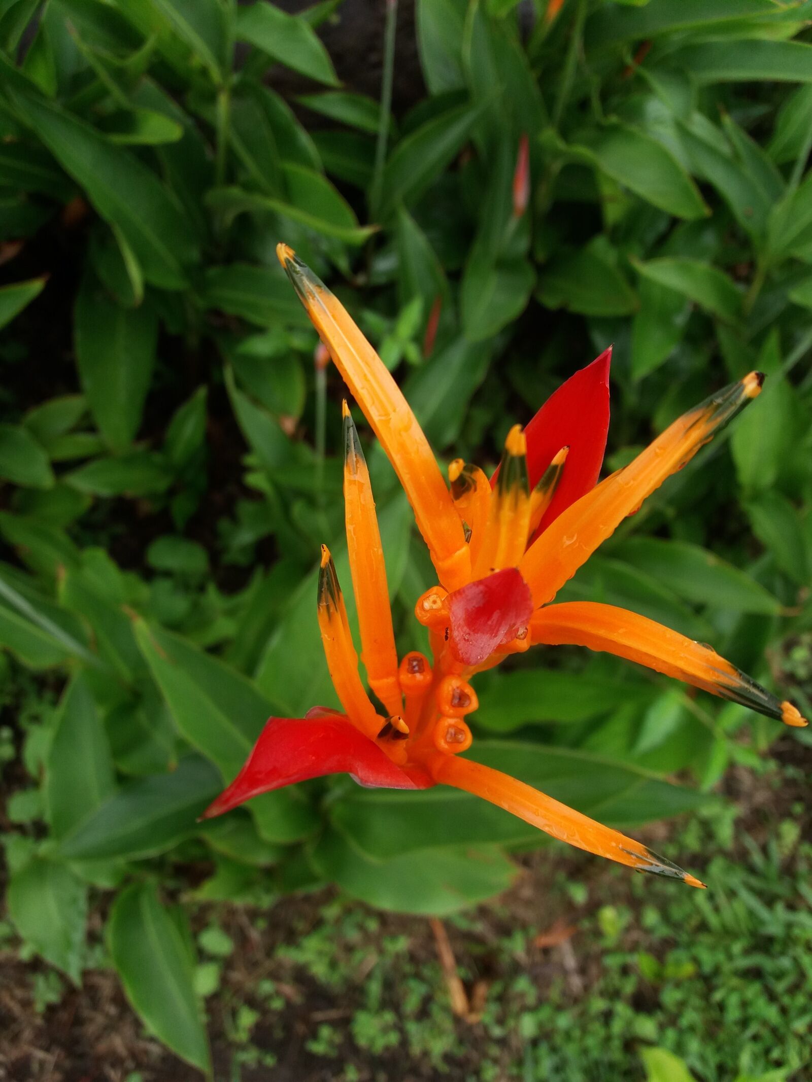 Samsung Galaxy J5 sample photo. Heliconia, flower, flowers photography
