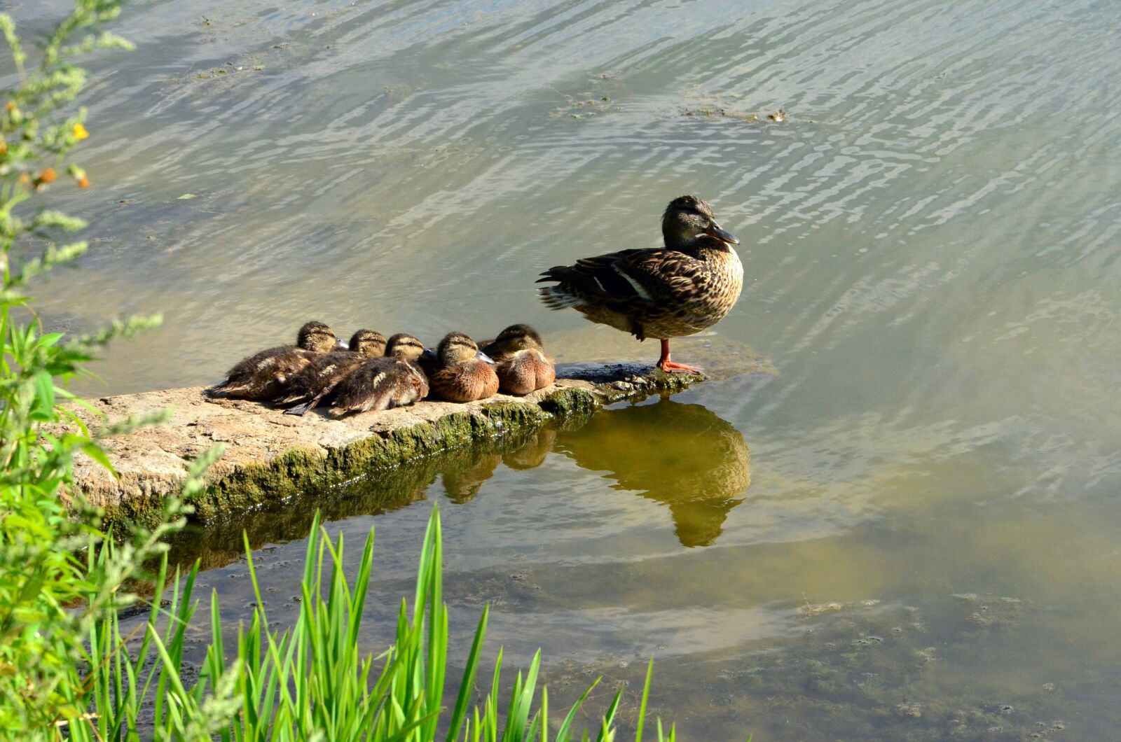 Nikon D5100 sample photo. Duck and ducklings, river photography