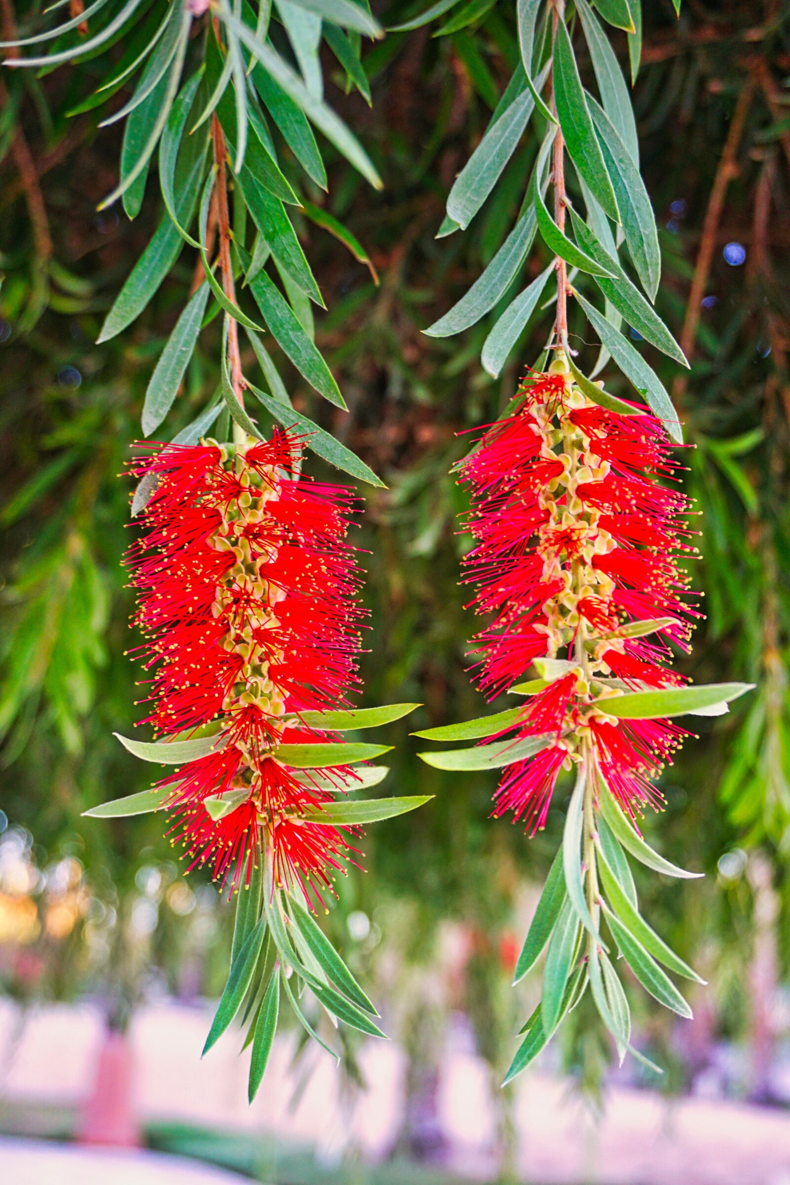 Sony E 16-50mm F3.5-5.6 PZ OSS sample photo. Vacations, plant, flowers photography