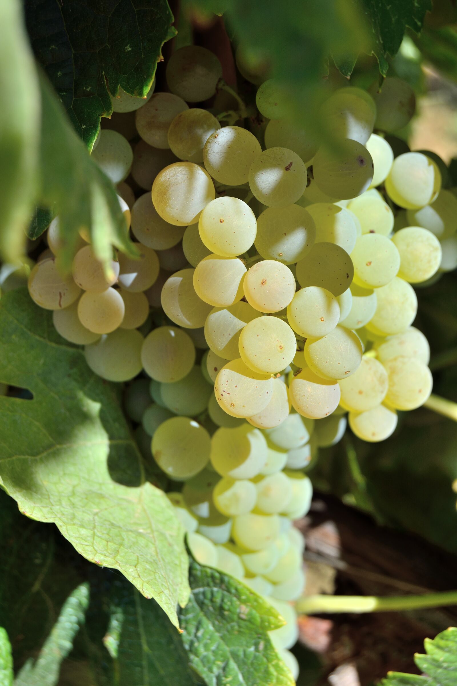 Nikon D5200 sample photo. Grapes, screw, bunch photography
