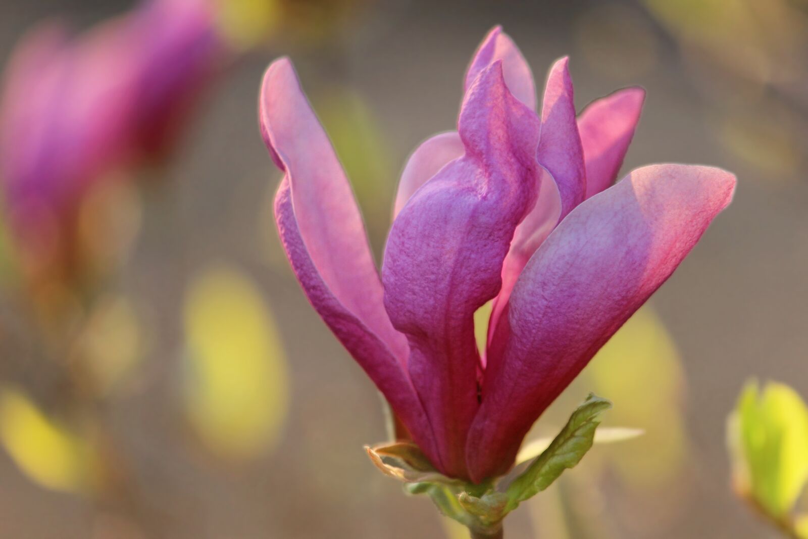 Canon EOS 600D (Rebel EOS T3i / EOS Kiss X5) sample photo. Magnolia, blossom, bloom photography