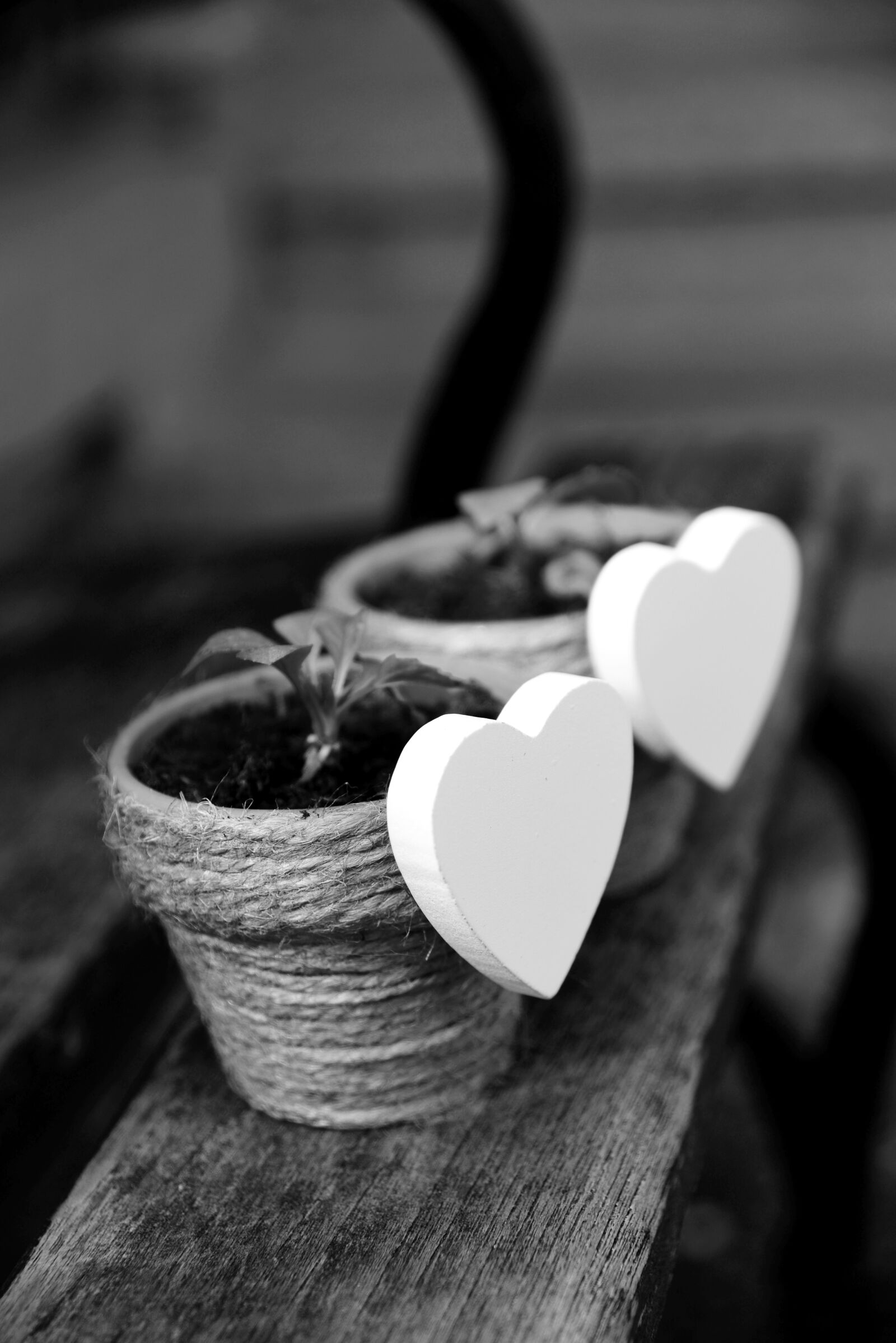 Nikon D610 sample photo. Heart, white heart, flowerpot photography
