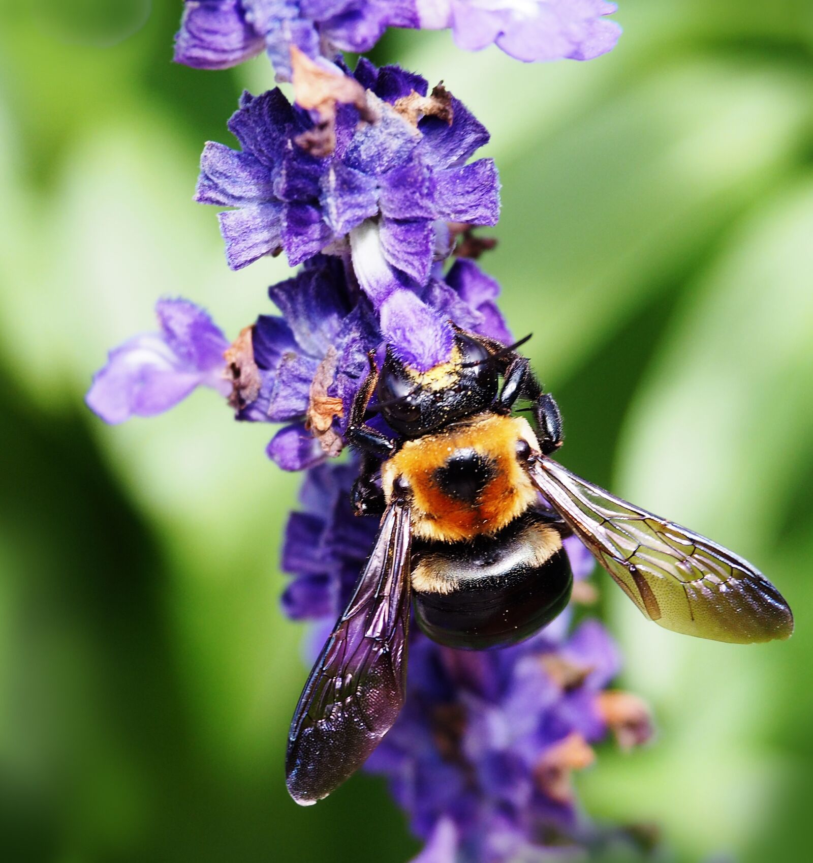 Olympus OM-D E-M10 II sample photo. Bee, insect, nature photography