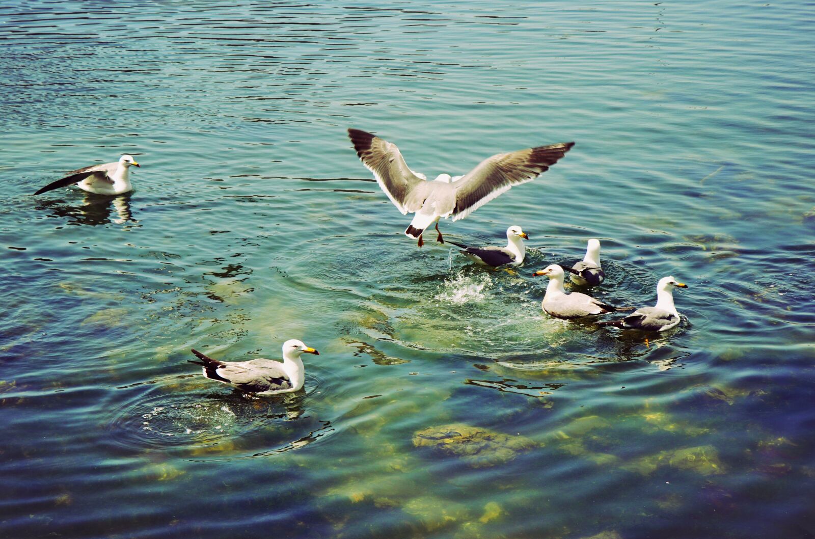 Canon EOS 80D sample photo. Playground, bird, seagulls photography