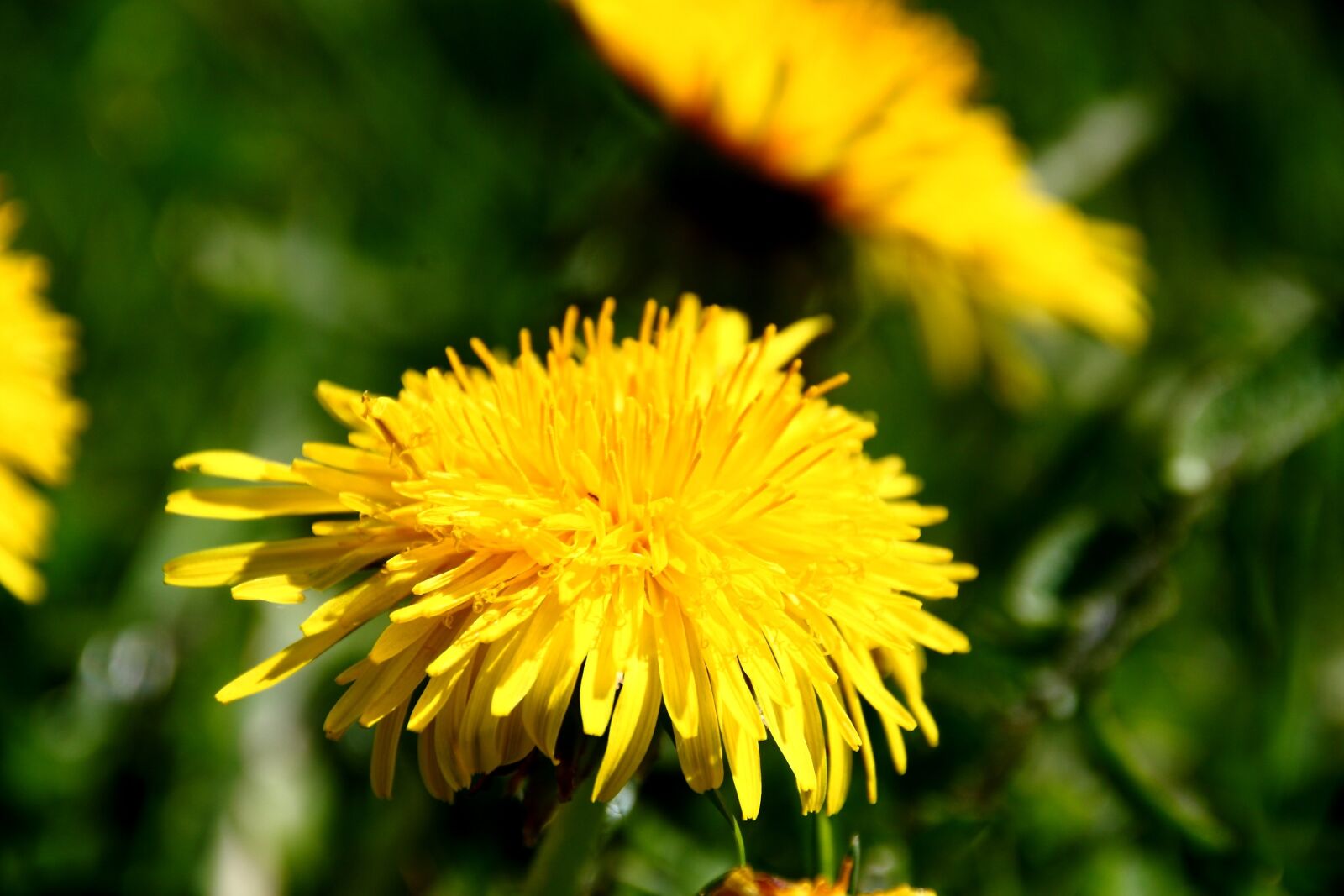 Canon EOS 30D sample photo. Dandelion, weed, pointed flower photography