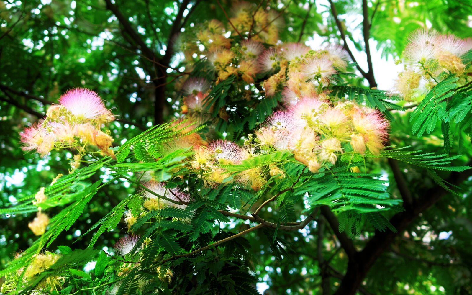 Nikon D5300 sample photo. Branch, flowers, silk photography