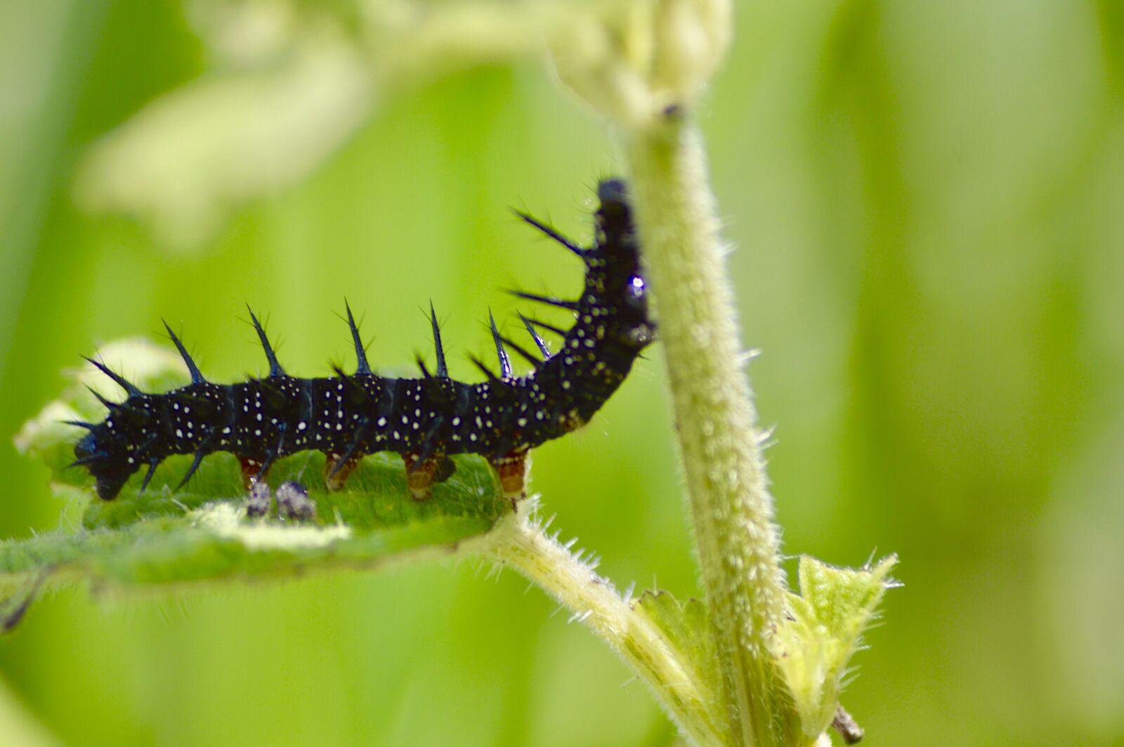 Nikon D3200 sample photo. Caterpillar, green, insects photography
