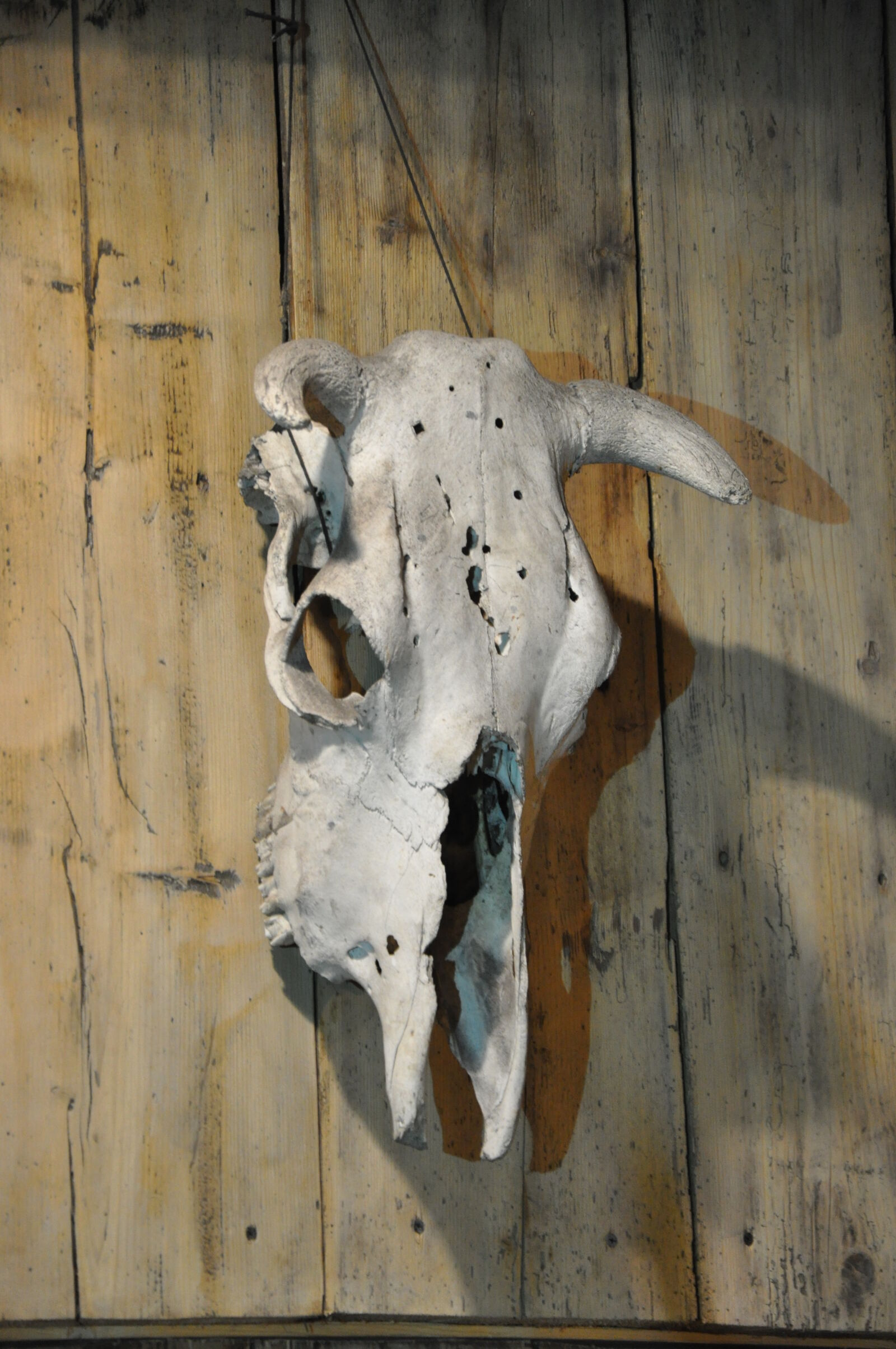Nikon D90 sample photo. Animal, skull photography