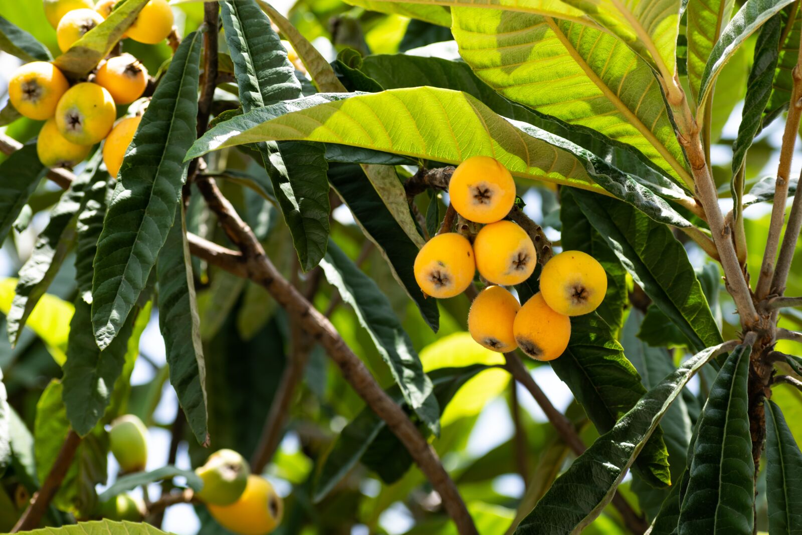 Nikon D3300 sample photo. Fresh food, ripe, food photography