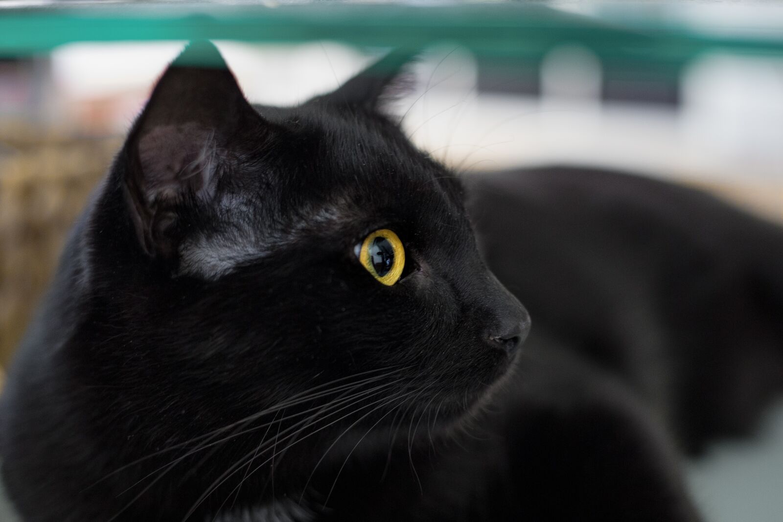 Canon EOS 5D Mark IV sample photo. Cat, black, black cat photography