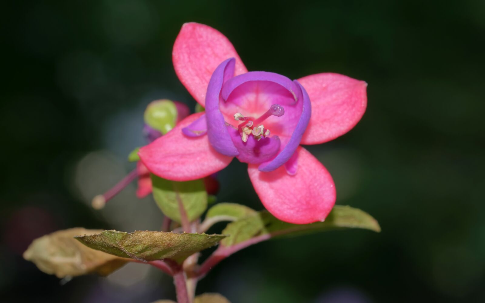 Nikon D5300 sample photo. Flower, cerceluș, pink photography