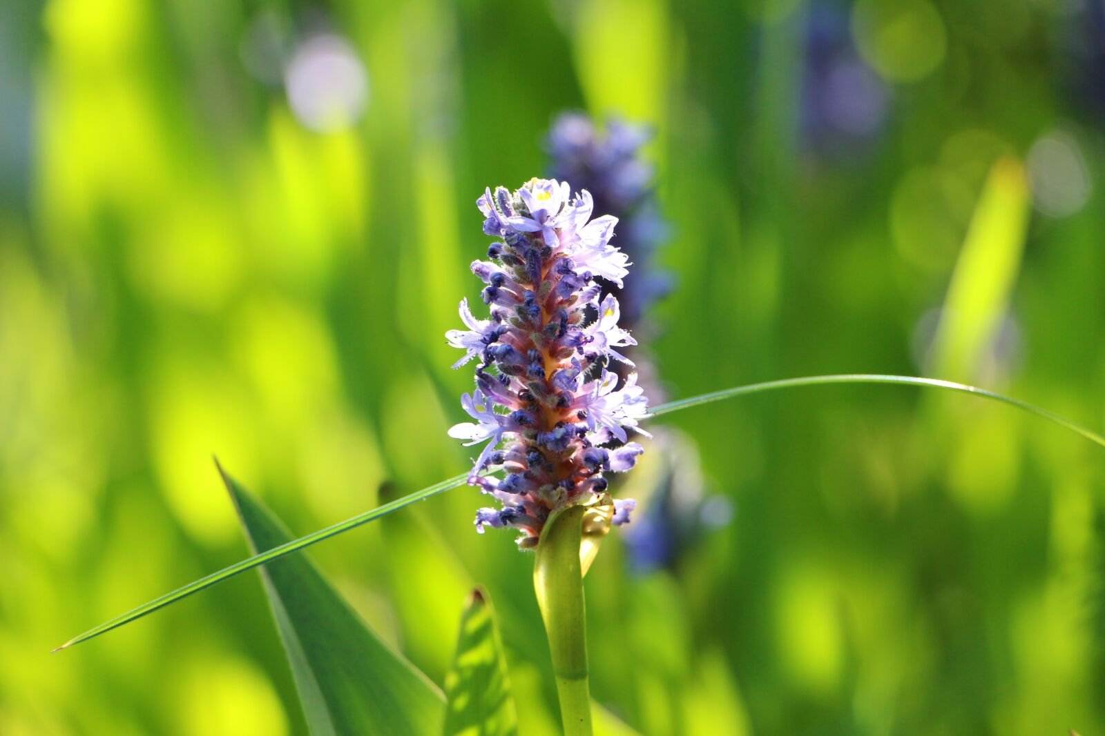 Canon EOS 650D (EOS Rebel T4i / EOS Kiss X6i) sample photo. Pond plant, flourished, violet photography