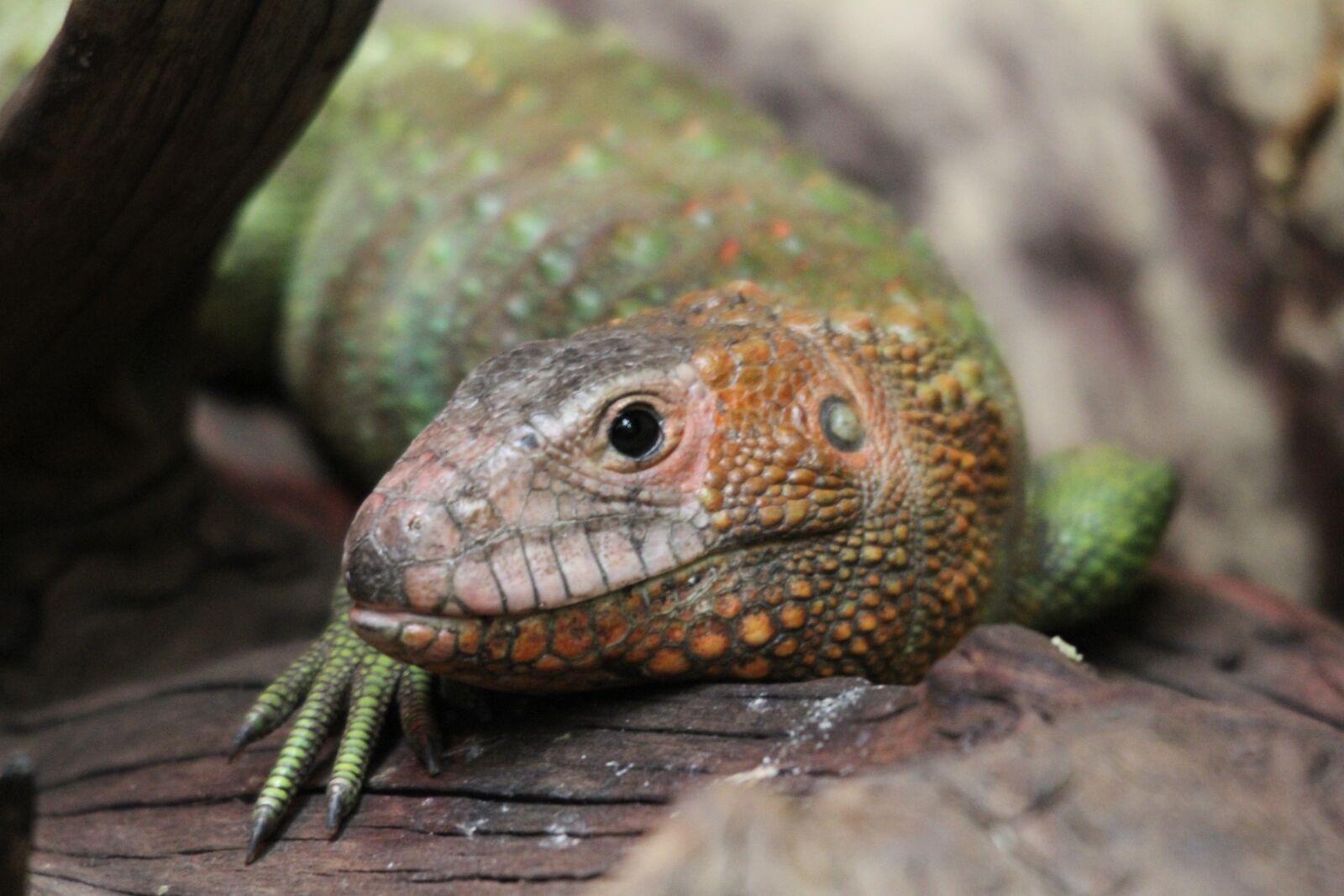 Canon EOS 7D sample photo. Reptile, zoo, animal photography