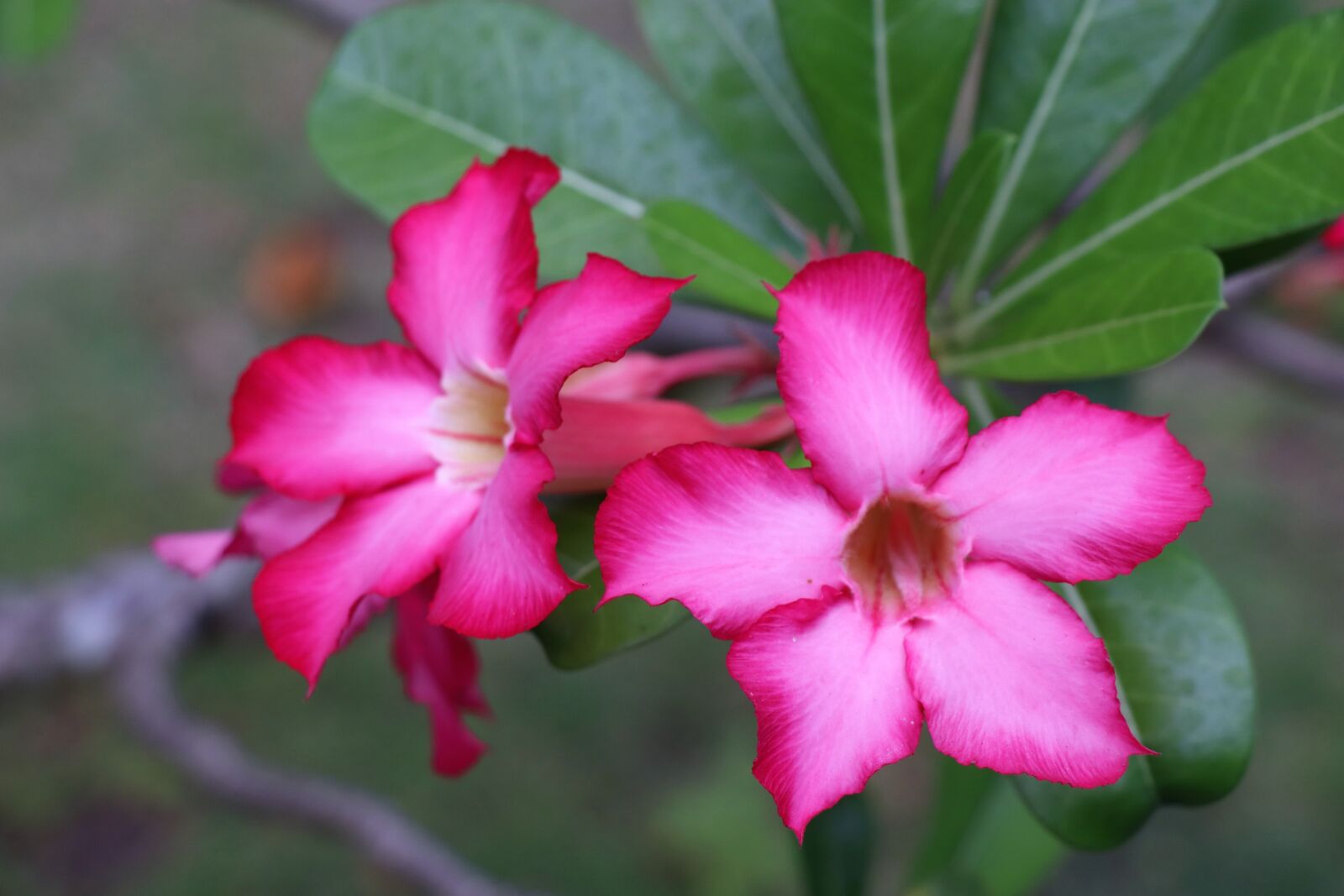 Canon EOS 77D (EOS 9000D / EOS 770D) sample photo. Flowers, red, purple photography