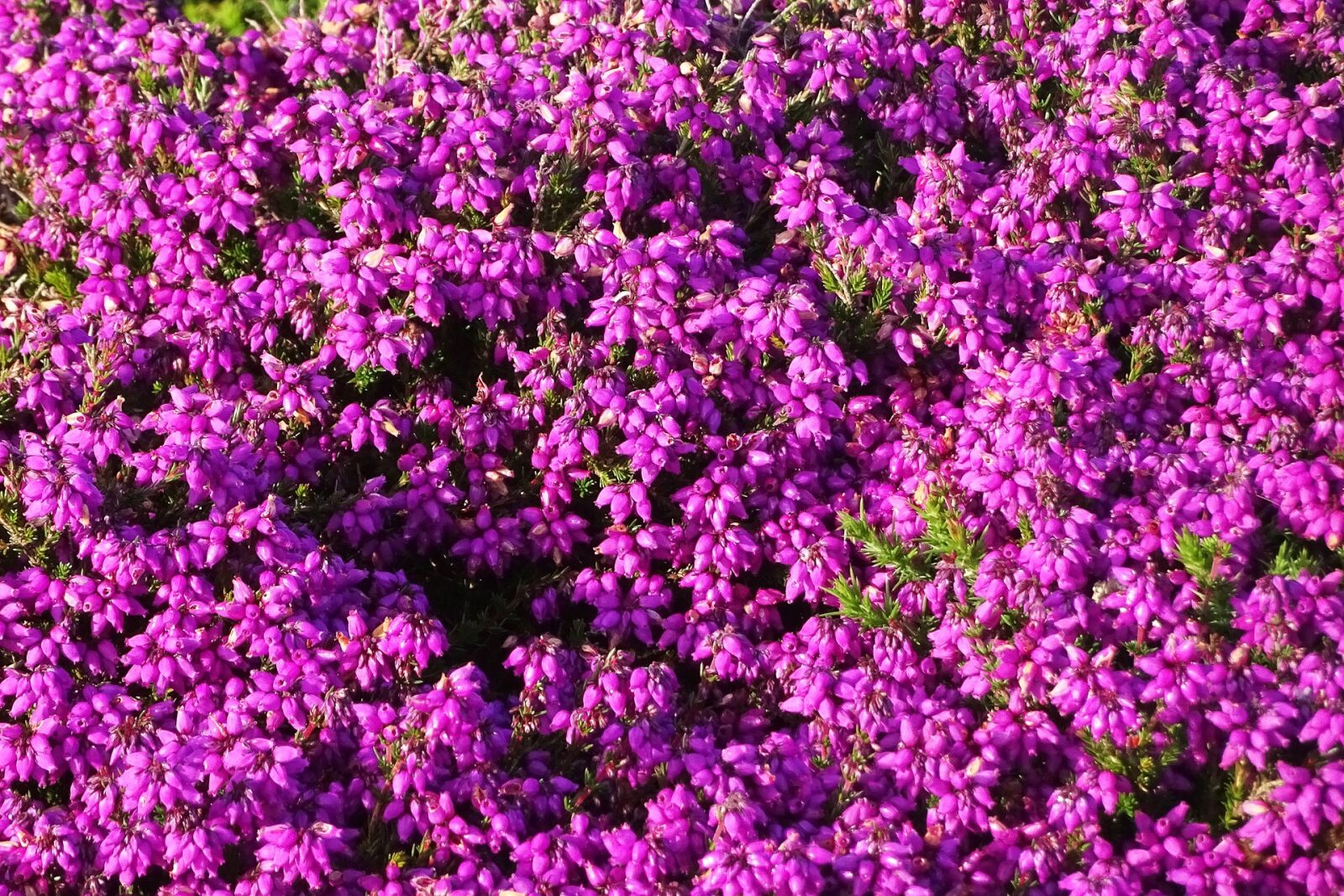 Sony DSC-HX90 sample photo. Flowers, purple, heather photography