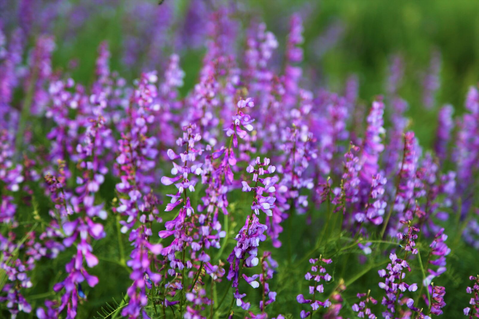 Canon EF 24-105mm F4L IS USM sample photo. Nature, clover, flower photography