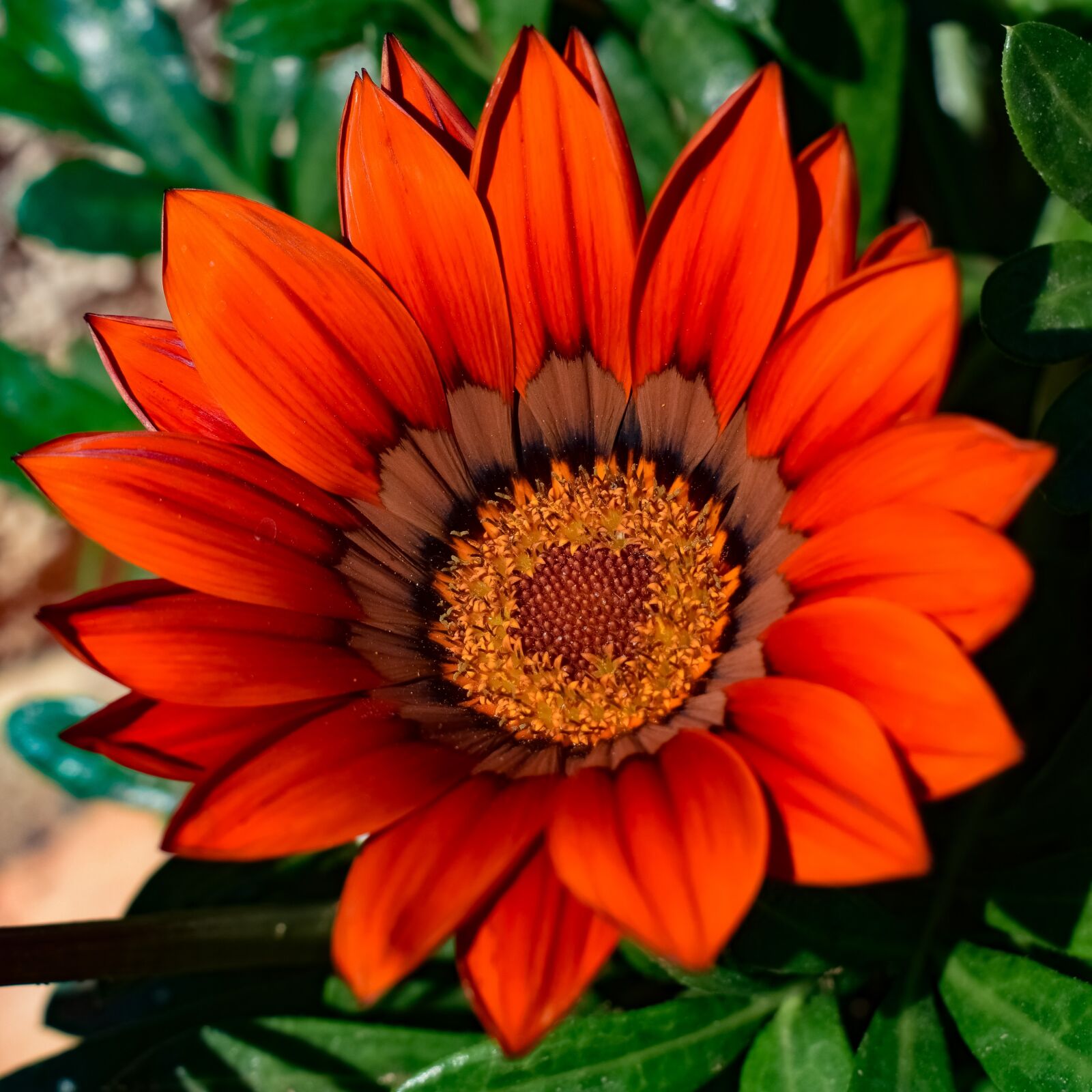 Nikon D3300 sample photo. Gazania, flower, flora photography